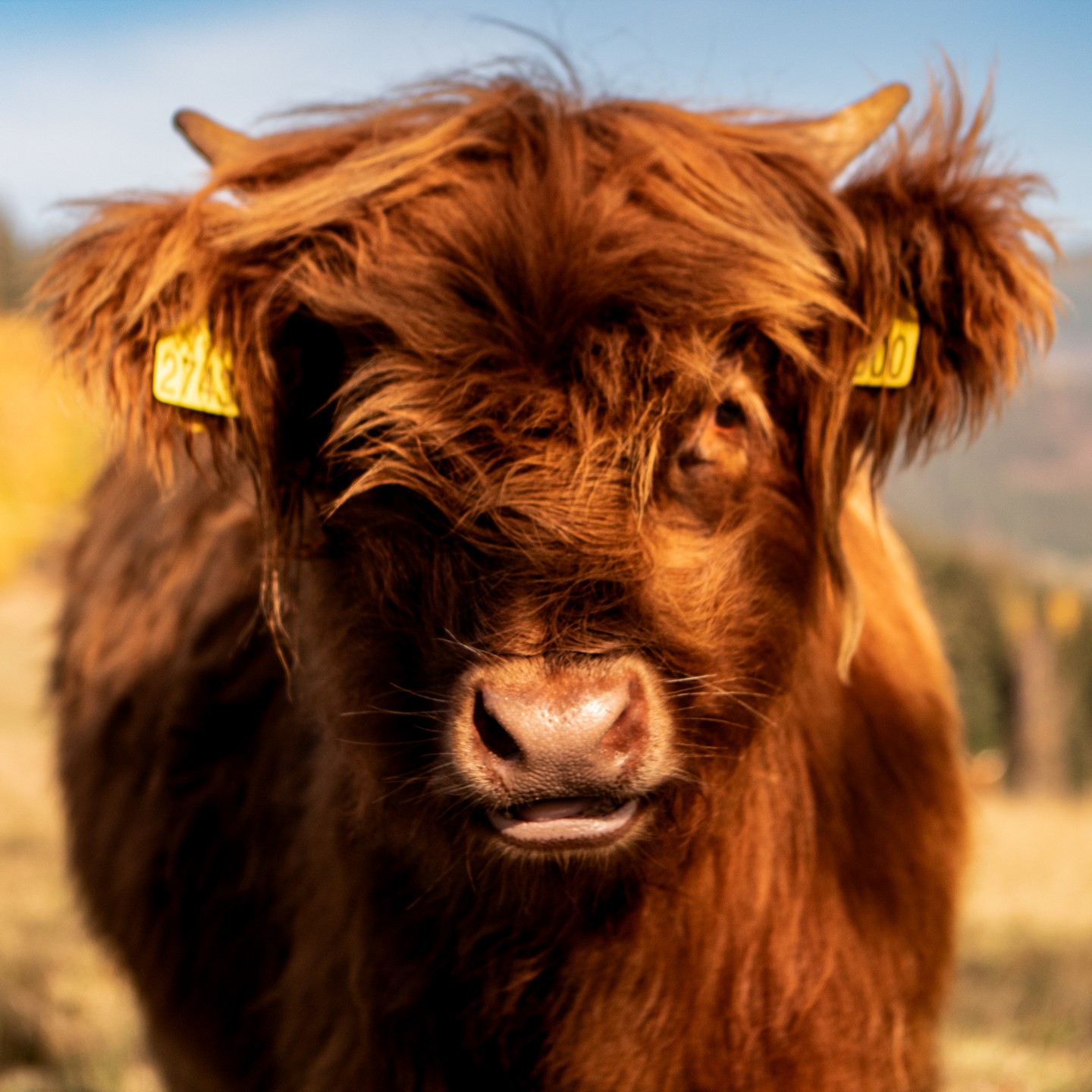ALDROV_ (56 of 61).jpg