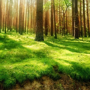 Nature View.jpg